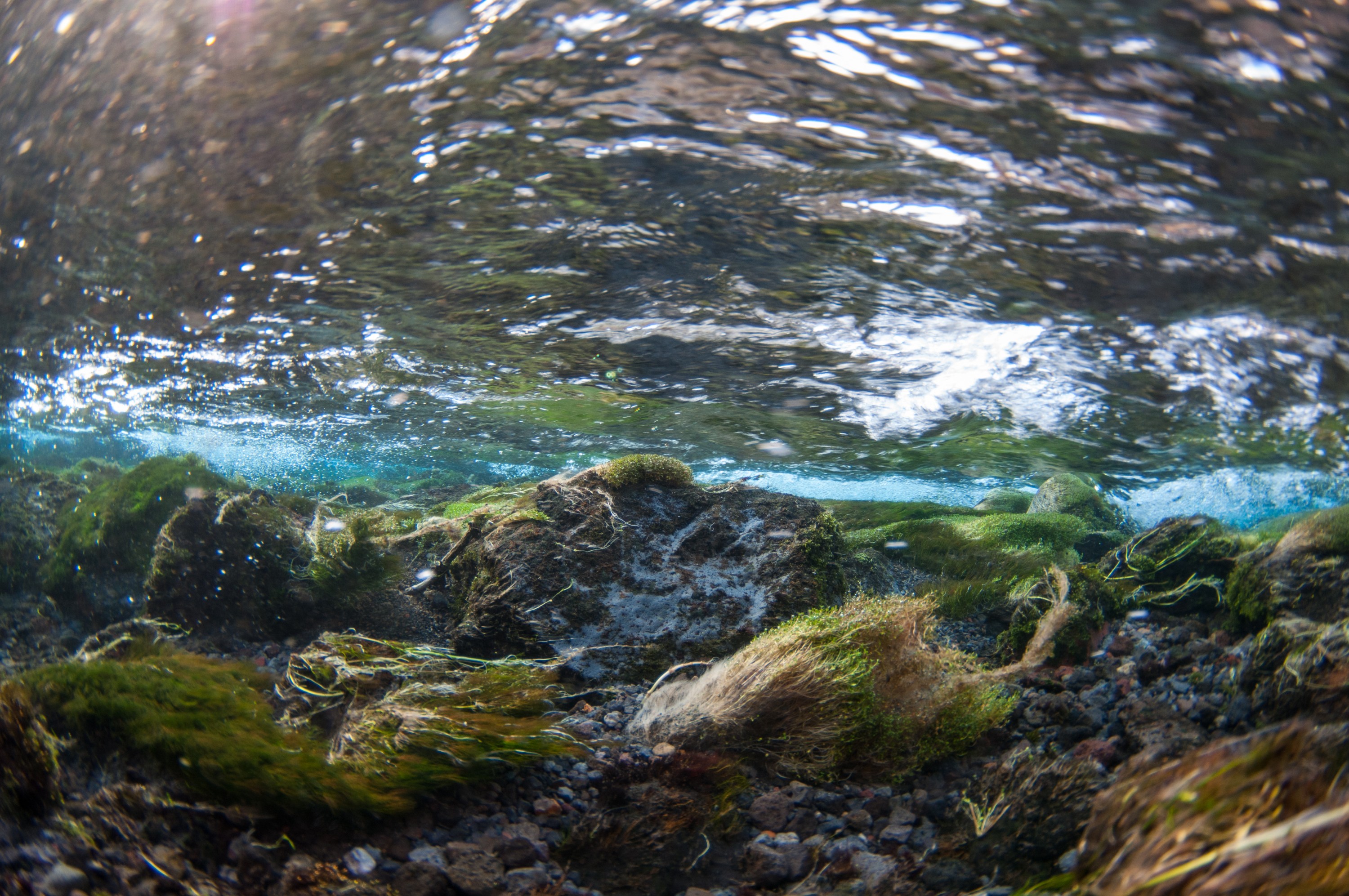 _DSC2848 – freshwater, new zealand, nz, spring, clear, flora, plants, blue water, ruapehu, ohinepango, cold, winter, chilly, brave souls, irene